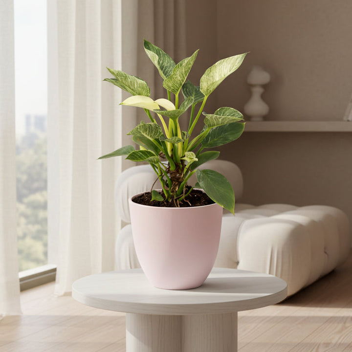 Philodendron Birkin cura - dettaglio delle venature chiare sulle foglie