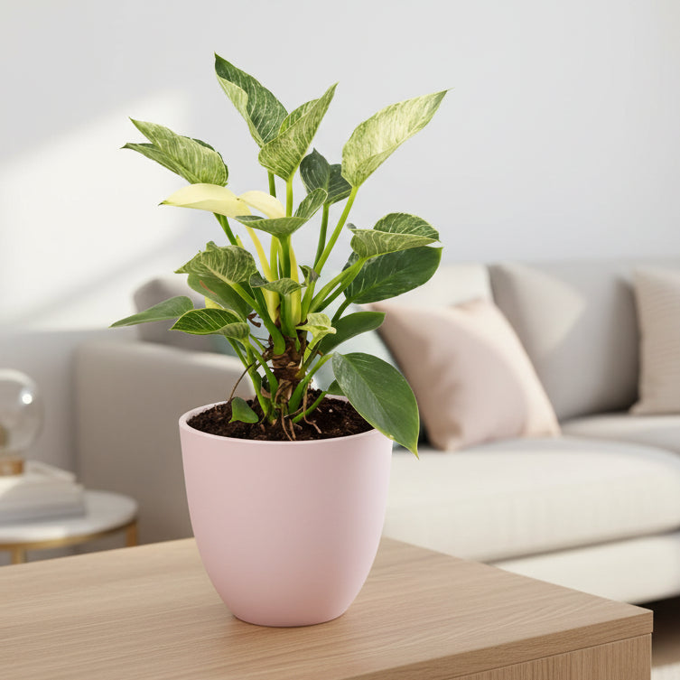 Philodendron Birkin plant online - esemplare in vaso bianco su sfondo neutro