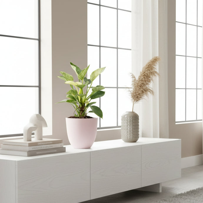 Philodendron Birkin - pianta intera con vaso e foglie lucide