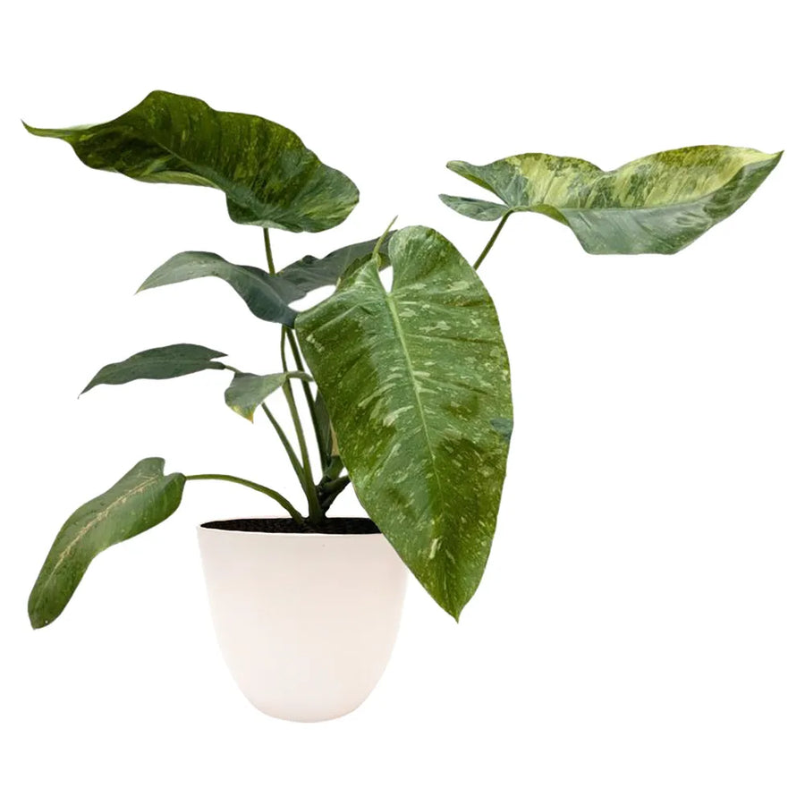 Philodendron Giganteum Variegato - pianta da interno con foglie verdi variegate in vaso bianco