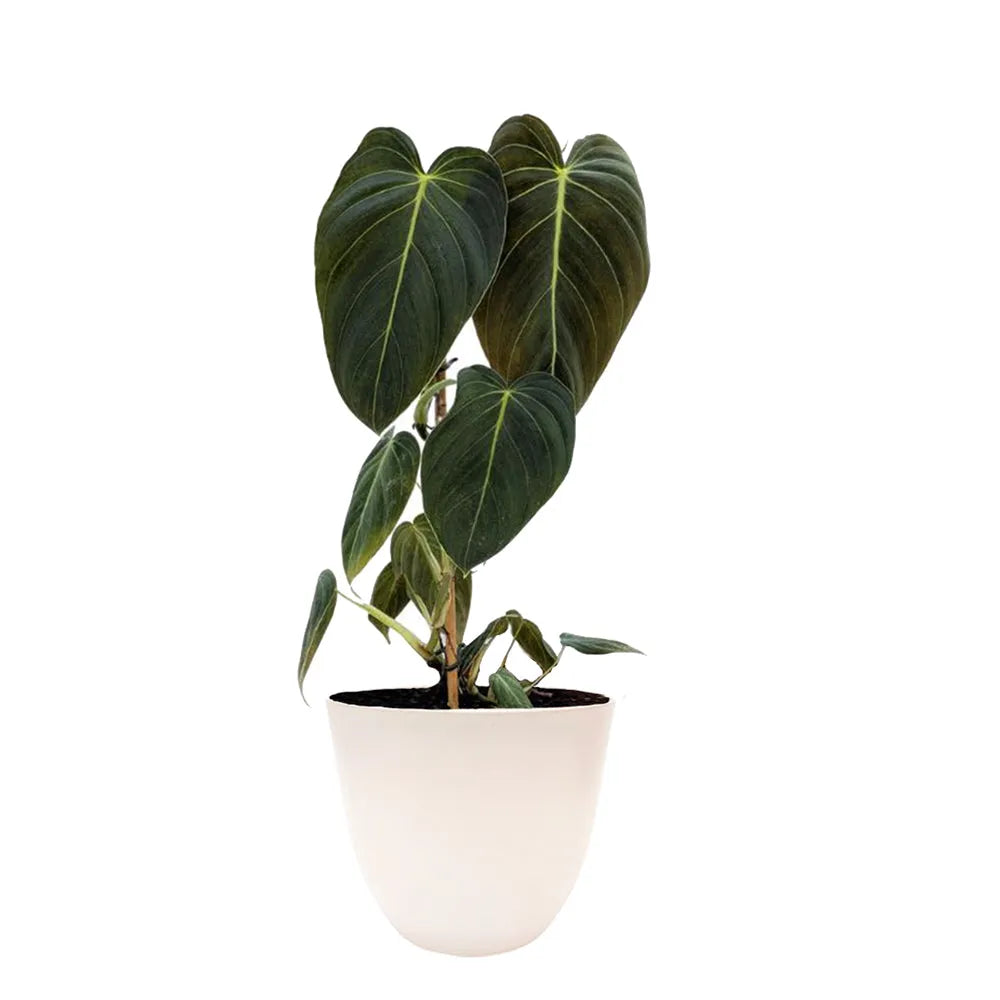 Philodendron Melanochrysum 50cm - pianta da interno con foglie vellutate