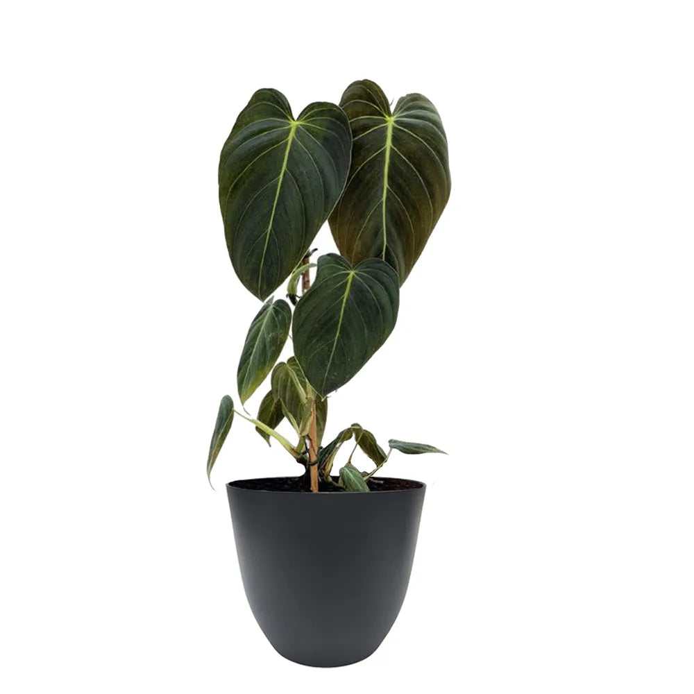 Philodendron Melanochrysum - pianta tropicale con coprivaso riciclato