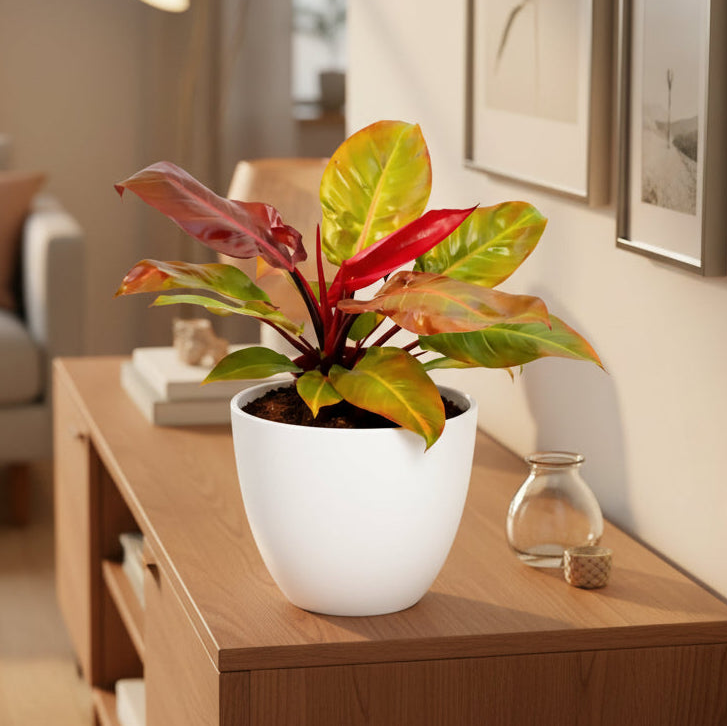 Philodendron Orange - dettaglio delle foglie arancioni brillanti e verdi scure