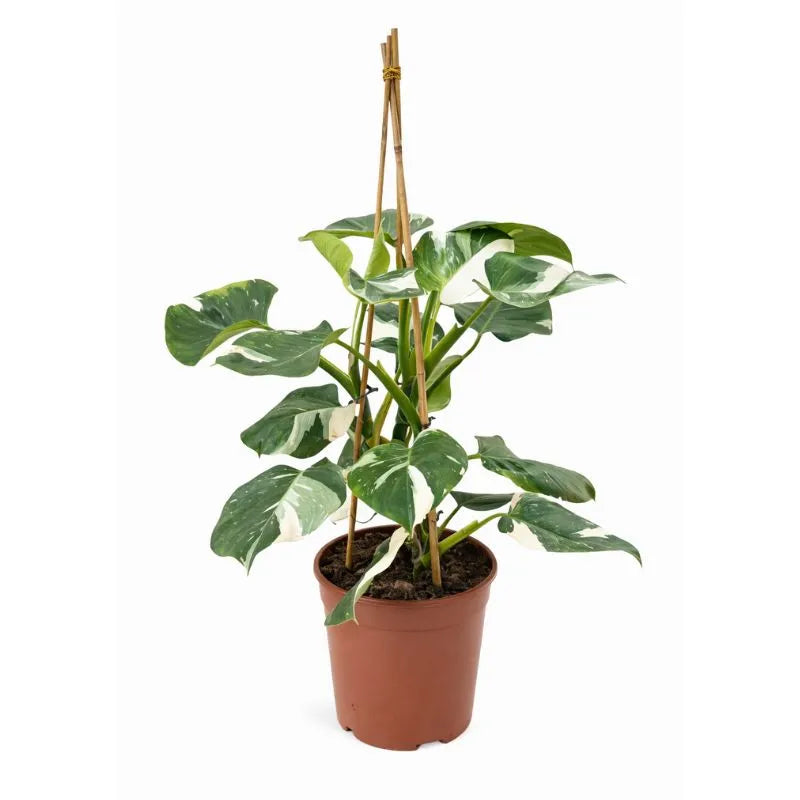 Philodendron White - pianta in vaso D.24 H.90 cm con foglie variegate