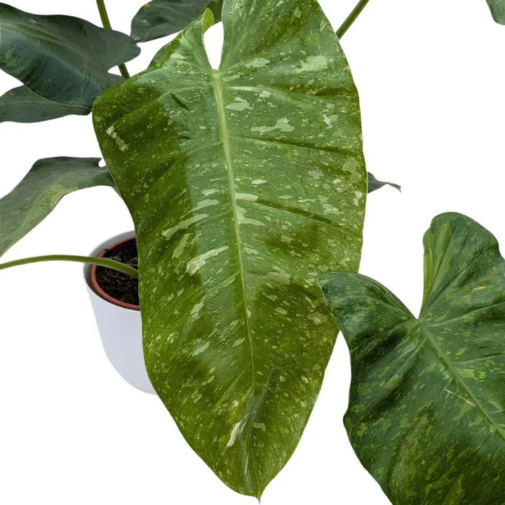 Philodendron Giganteum Variegato - primo piano delle venature e variegature sulle foglie