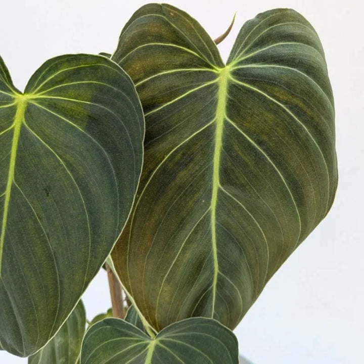 Philodendron Melanochrysum 50cm - pianta elegante per arredamento moderno