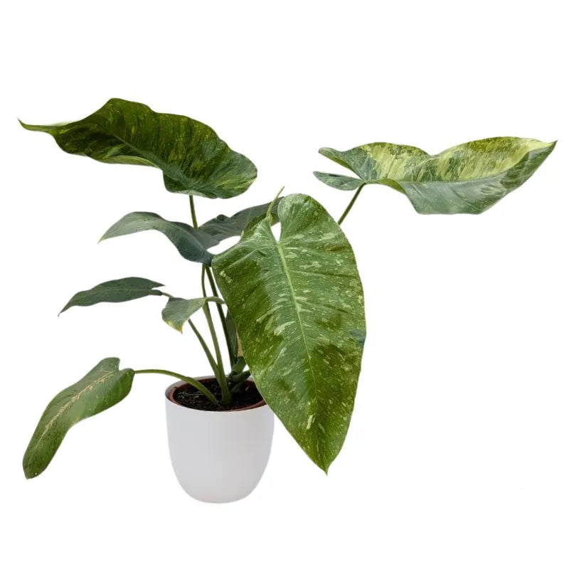 Philodendron Giganteum Panaché D.19 cm
