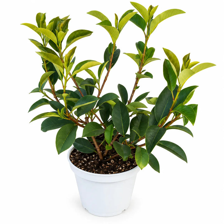 Photinia Fraseri Red Robin in vaso da vivaio su sfondo bianco, vista frontale della pianta