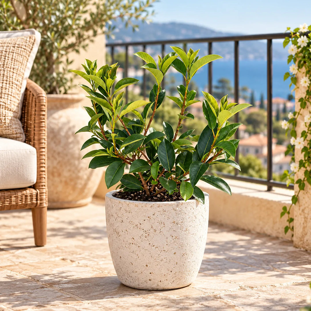 Photinia Fraseri Red Robin in vaso decorativo ambientata su terrazzo esterno soleggiato