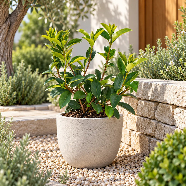 Photinia Red Robin in vaso decorativo ambientata in giardino, ideale per terrazzi e spazi esterni