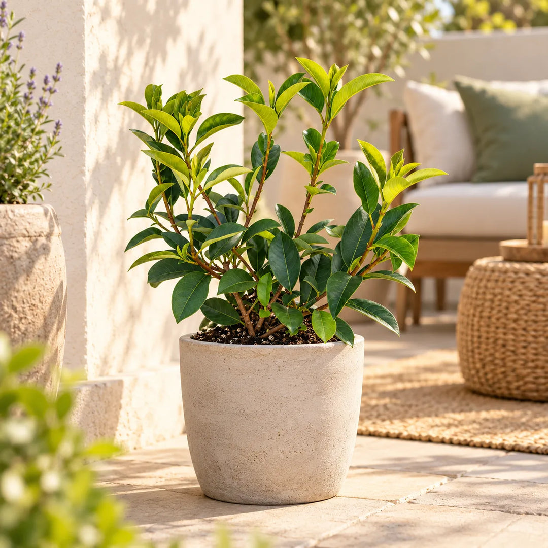 Photinia Red Robin in vaso ambientata su terrazzo, pianta da esterno con foglie verdi e nuovi germogli