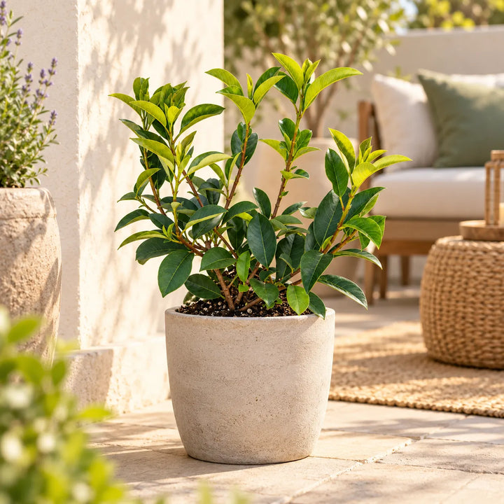 Photinia Red Robin in vaso ambientata su terrazzo, pianta da esterno con foglie verdi e nuovi germogli