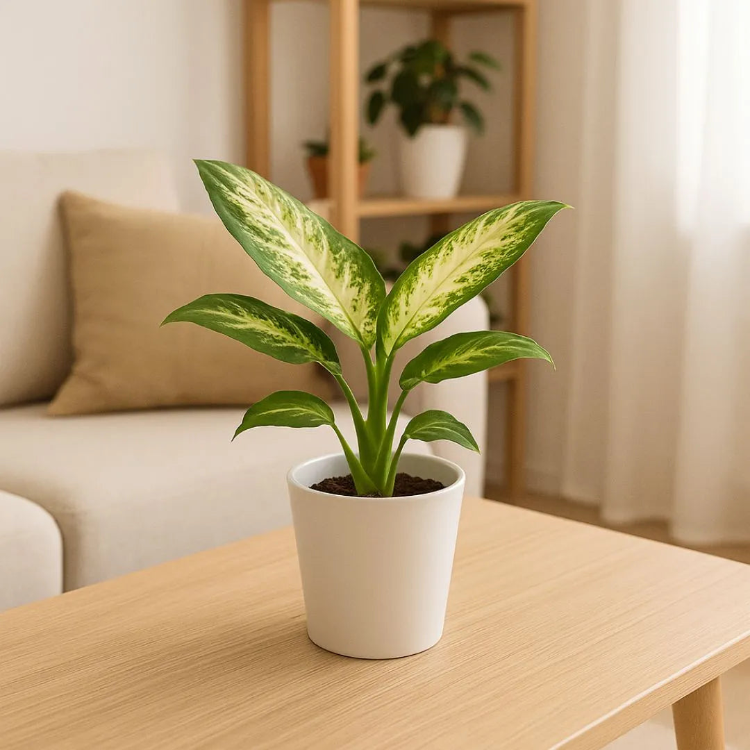Pianta di Aglaonema in vaso bianco lucido modello Dallas su tavolino in legno – complemento decorativo per soggiorno contemporaneo