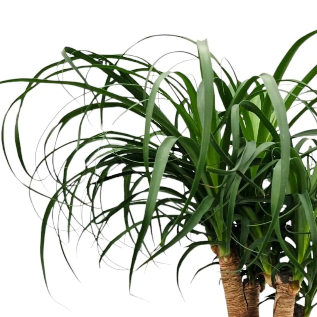 Beaucarnea recurvata foglie - dettaglio delle foglie ricurve e verde brillante