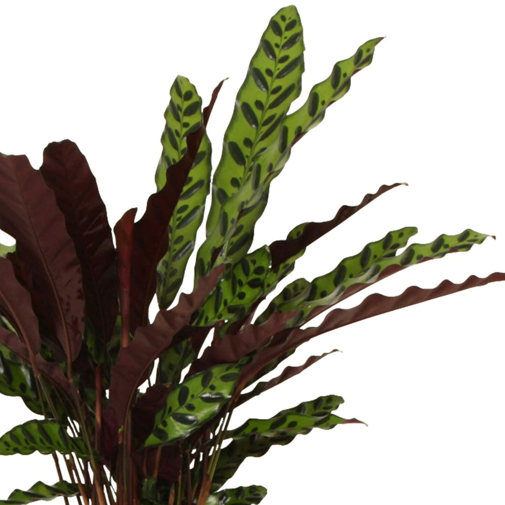 Calathea Lancifolia - dettaglio delle foglie ondulate e porpora sul retro