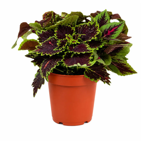 Lot de 3 ou 6 plants de coléus, couleurs assorties