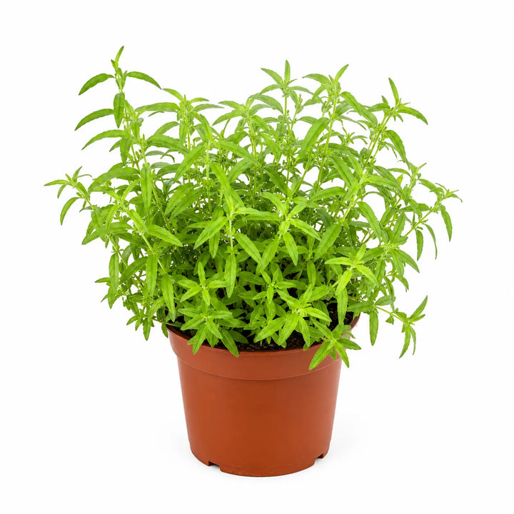 Pianta di citronella in vaso da coltivazione in plastica su sfondo bianco, pronta per il trapianto in vaso o in giardino.