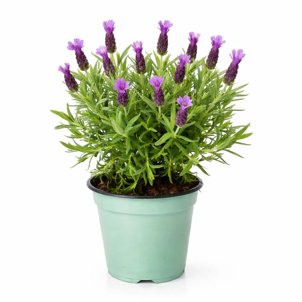 Pianta di lavanda artificiale in vaso di cemento fatto a Pianta di lavanda artificiale in vaso di cemento fatto a