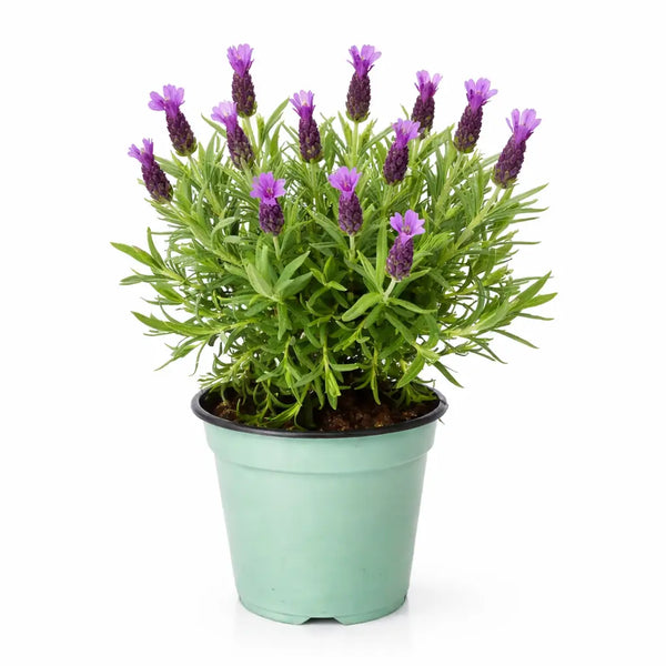 Pianta di Lavanda D.14 cm