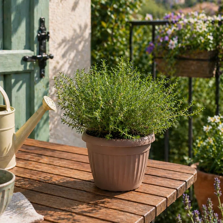 pianta di origano in vaso su tavolo da giardino erba aromatica per cucina