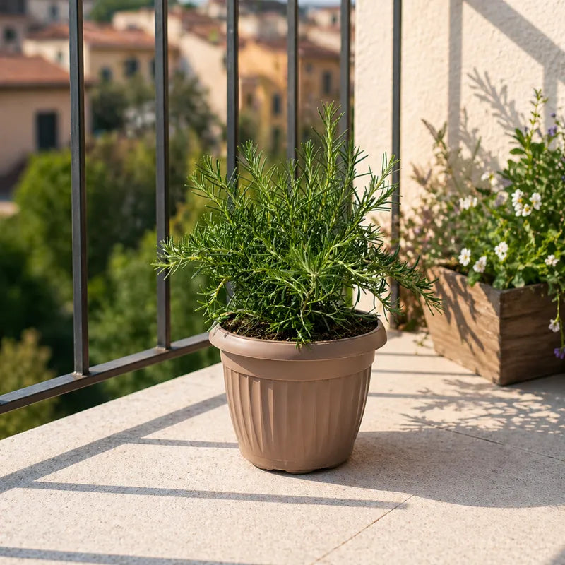 pianta di rosmarino in vaso su terrazzo soleggiato facile da coltivare