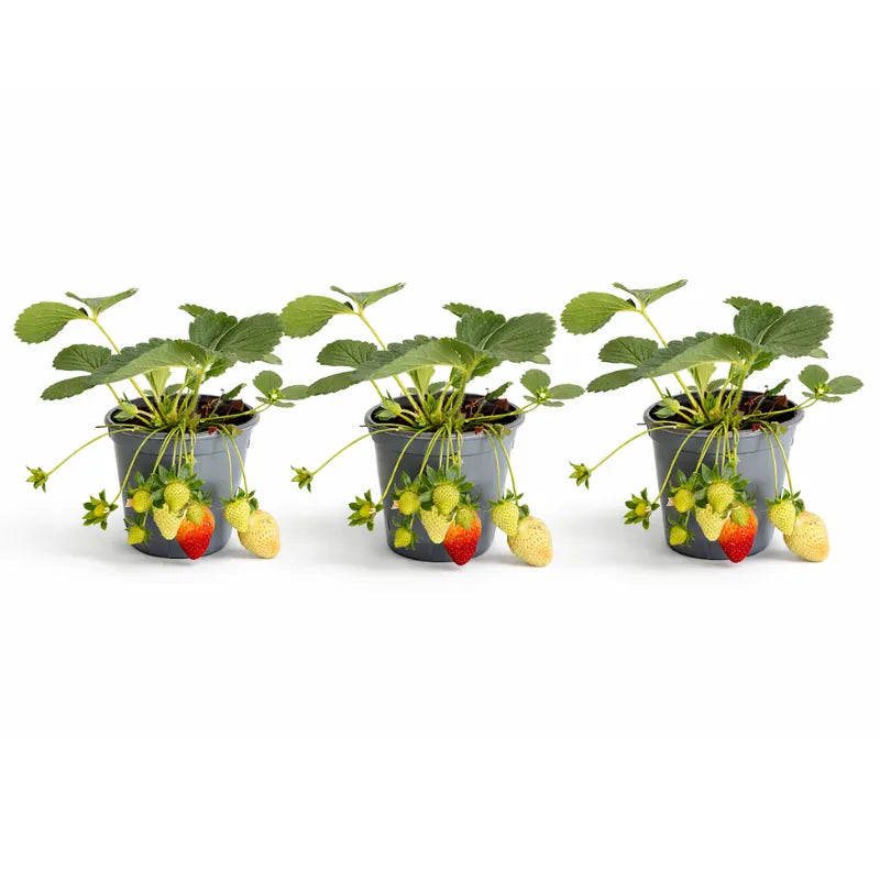 Pianta fragola prezzo - Dettaglio dei frutti di fragola rossi e succosi sulla pianta