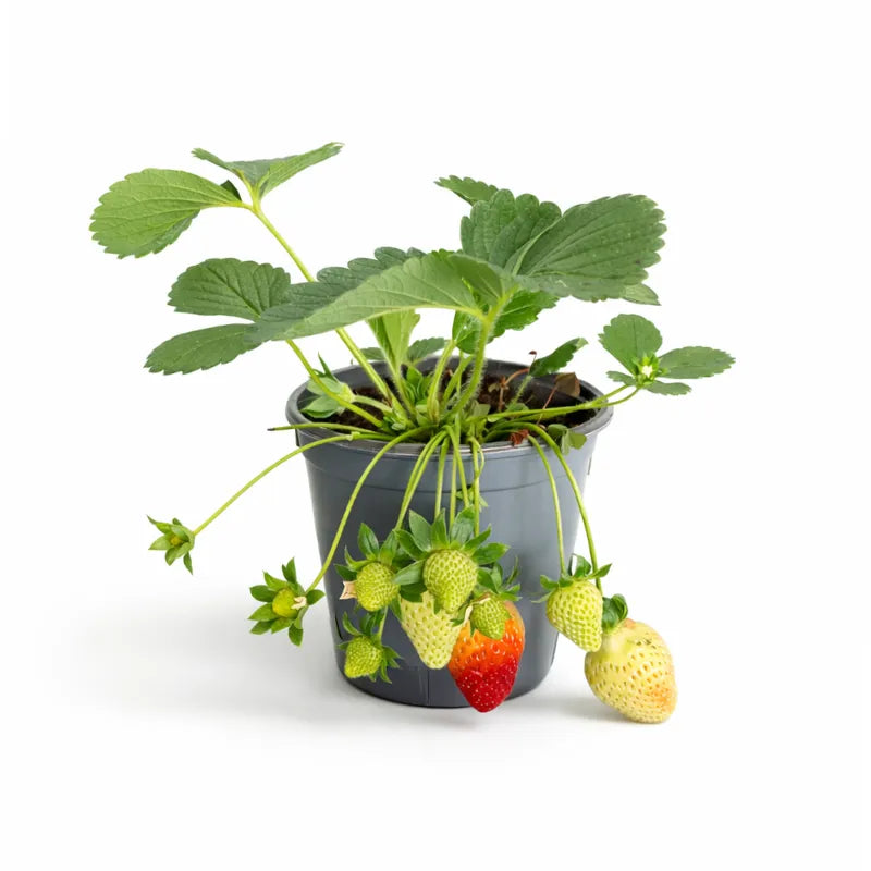 fraisier plante Plant de Fraise Achetez des Plants de Fraise en Ligne Giardini di — i  Giardini di Giulia