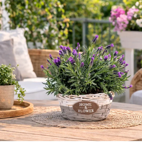 Composizione fiori lavanda - Vista dall'alto della lavanda ornamentale in cestino