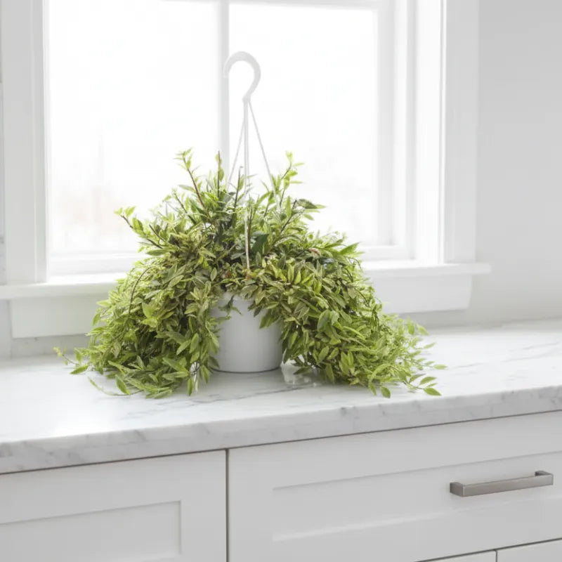 Pianta ricadente variegata in vaso sospeso su davanzale, pianta ornamentale per interni luminosi