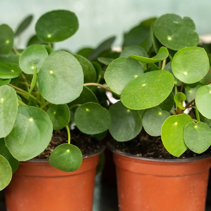 Pilea Peperomioides - dettaglio delle foglie tonde e lucide