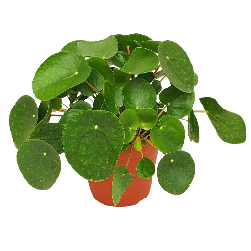 Pilea Peperomioides H.25 - pianta delle monete in vaso arancione su sfondo chiaro
