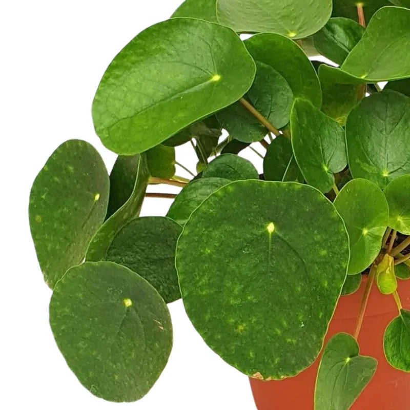 Pilea Peperomioides H.25 - dettaglio foglie tonde e lucide della pianta delle monete