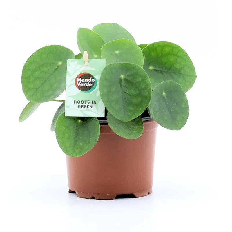 Pilea Peperomioides - pianta delle monete con foglie tonde verde intenso in vaso