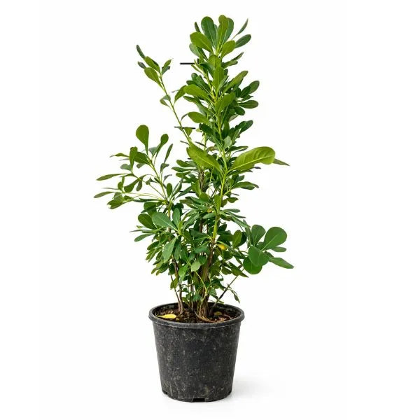 Pittosporum Tobira - pianta ornamentale in vaso con foglie lucide