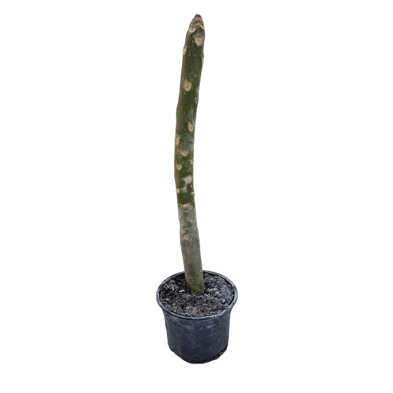 Immagine mostra lo stelo di una pianta senza fiori ne foglie 