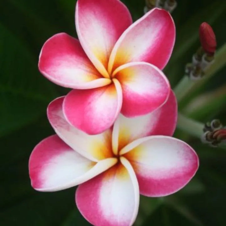 Dettaglio dei fiori della painta 