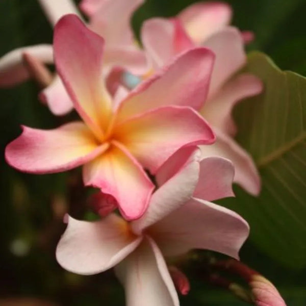 Plumeria CP Rare gem - Singola punta