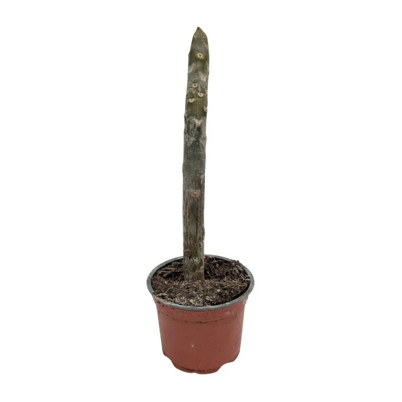 immagine mostra lo lo stelo della pianta senza foglie e fiori 