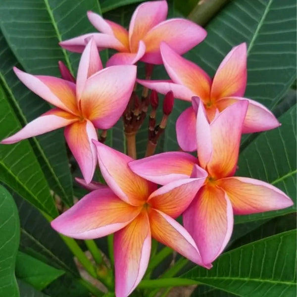 Plumeria Cherokee geisha - Singola punta