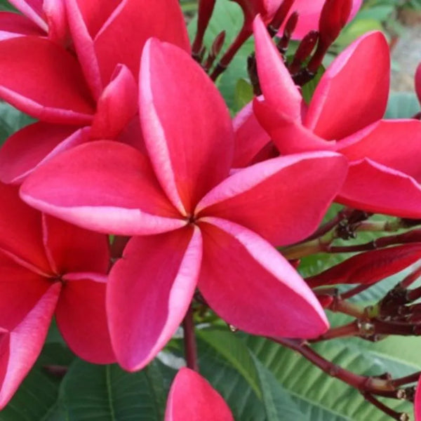 Plumeria Chompoo Yod Doi - Singola punta