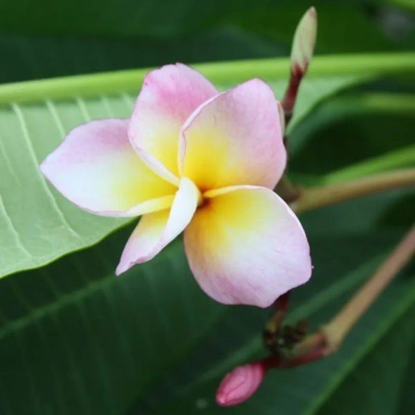 Plumeria Chompoo rainbow - Singola punta