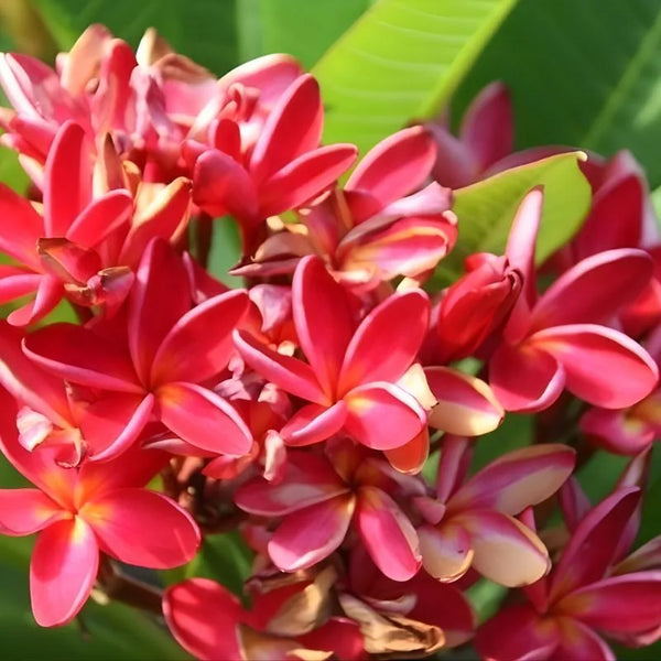 Plumeria Christine B -  Ramificata