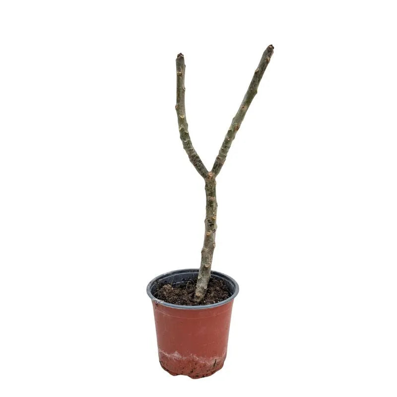 immagine mostra lo stelo della pianta senza foglie ne fiori 