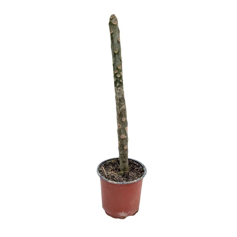 immagine mostra lo stelo della pianta senza foglie ne fiori 