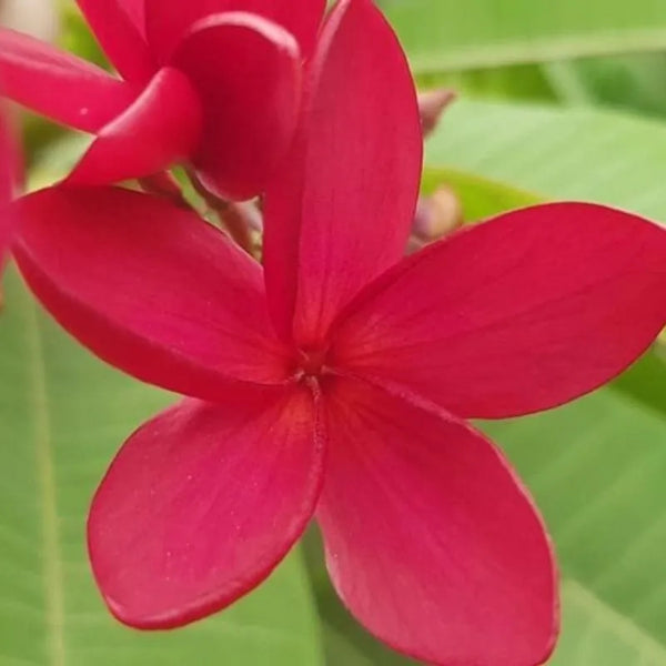 Plumeria Congo - Singola punta