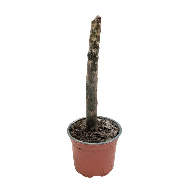 immagine mostra lo stelo della pinta senza foglie ne fiori 
