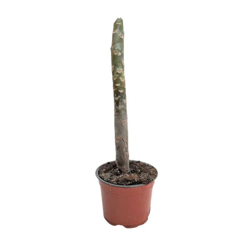 immagine mostra lo stelo della pianta senza foglie ne fiori 