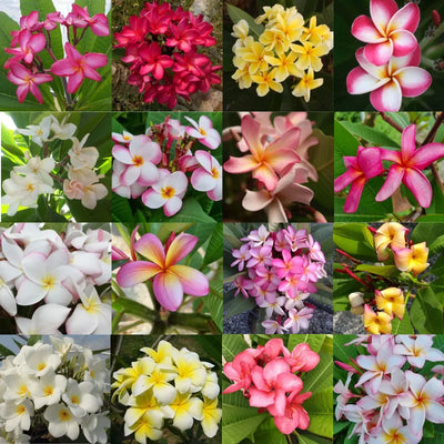 Plumeria Frangipani in varietà Vaso 15 -  Singola punta