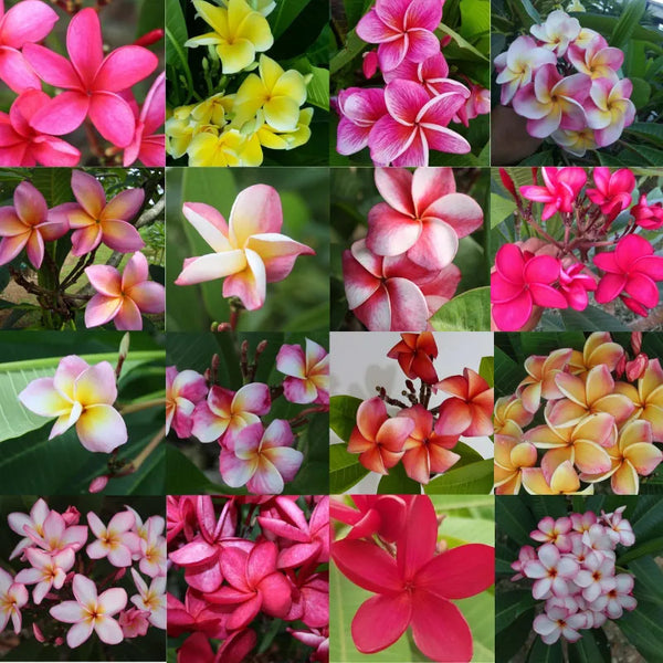 Plumeria Frangipani in varietà Vaso 15 - Ramificate