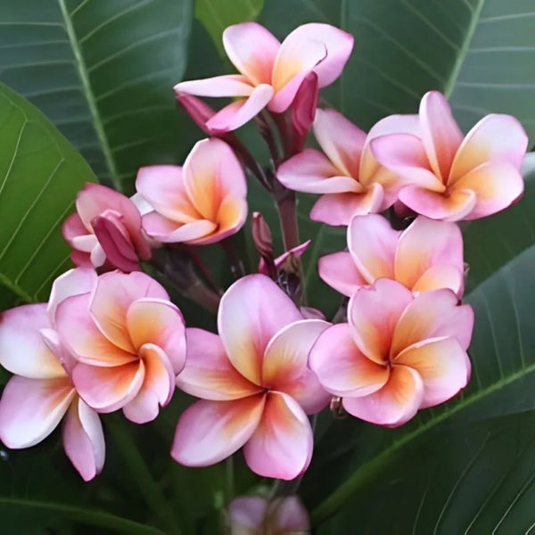 Plumeria Heart's Desire - Ramificata